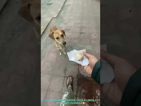 They don’t know the power of money , pls be kind to them 😊 #animals #dog #doglover #instagram #dog