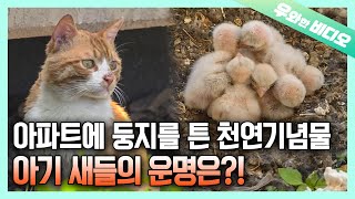 Download lagu 일촉즉발의 긴박한 상황, 아기 새들의 운명은?! | The Fate of Baby Birds... A Tinderbox Situation!! mp3