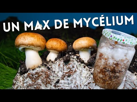Culture de mycélium pour une production massive de champignon