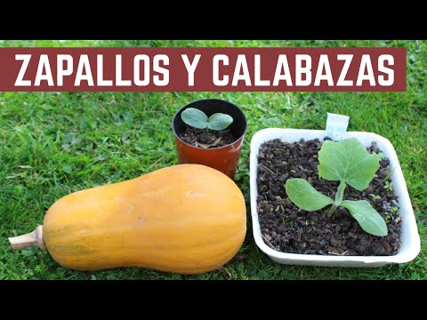 , title : 'Como Plantar Zapallos y Calabazas - Cultivo en Macetas y en la Huerta'