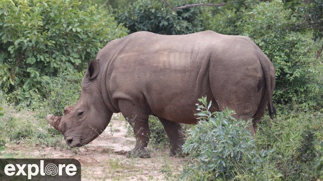 Africam Indoor Rhino Cam at HESC powered by Explore.org