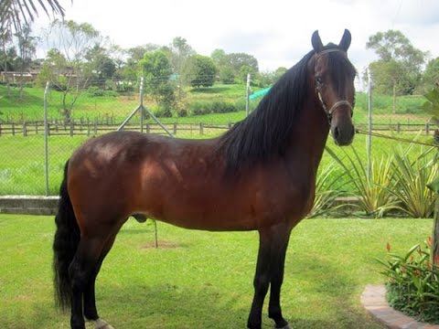 Comet of La Morada - Colombian Breeding Horse - TvAgro by Juan Gonzalo Angel