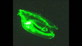 Million Stylez--Give Thanks For Life