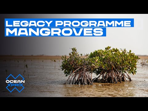 Legacy Programme - Mangroves | Extreme E | Ocean X Prix