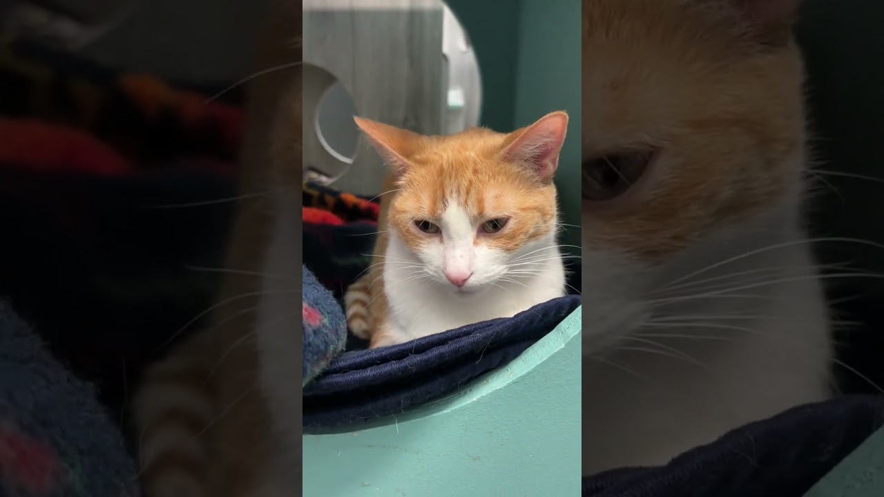 Magnolia, a Adoptable mixed breed in Los Angeles, CA video 6/6