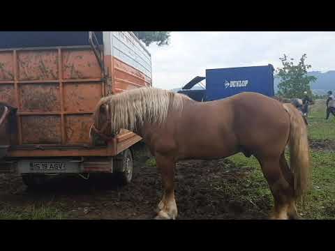 Armasarii dl. Farcas -Piata Vicov