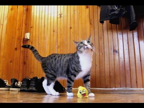Nikita the Cat's Funny Meows - part 4