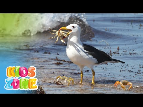 Beach animals for kids | learn all about the list of things found at the beach | beach creatures