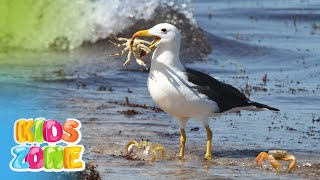 Beach animals for kids | learn all about the list of things found at the beach | beach creatures gameplay video by Mgraves, 6:48 duration