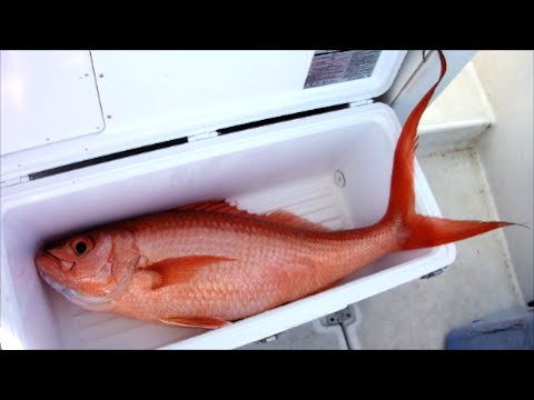 Japanese style fishing ☆彡　Deep Sea Fishing #37 High-performance boat fishing