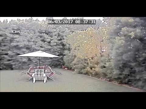 Intruder in backyard on Bagley, in Pico Robertson area of Los Angeles