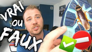 CAFARDS : Faut t-il les écraser ?