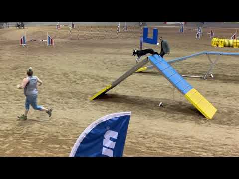 McCann's Bee-Line clocks FASTEST TIME in Agility Speedstakes Final at the US OPEN! (Florida 2022)