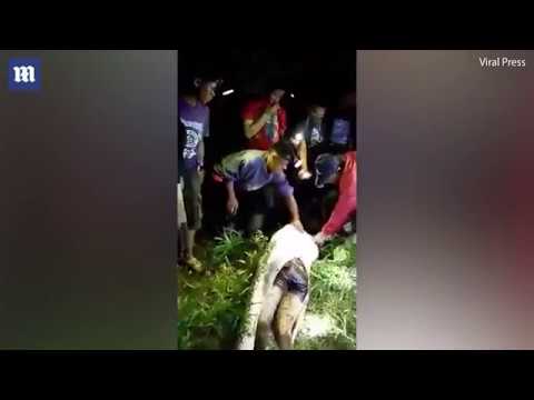[HD] Villagers Cut DEAD MAN From 7-Meter PYTHON