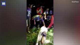 [HD] Villagers Cut DEAD MAN From 7-Meter PYTHON