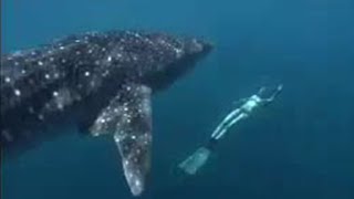 Whalesharks Video