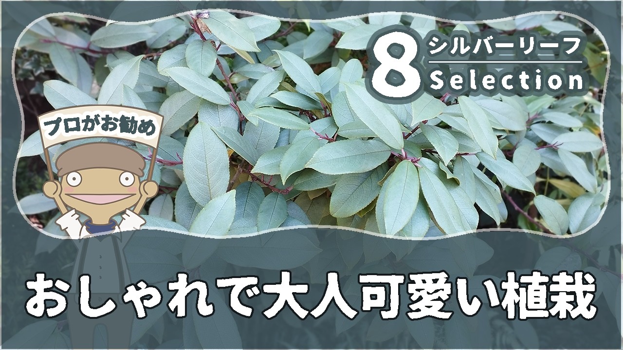 【銀葉使いが植栽のコツ】色が散らからずまとめやすい銀葉８種紹介