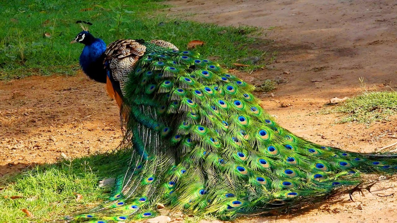Peacock screaming Noise ... Peacock sounds
