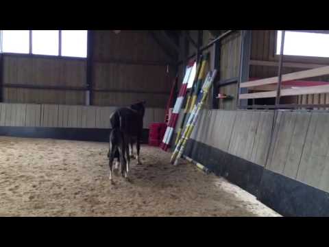 Oldenburger Hengst Fohlen 5/2016