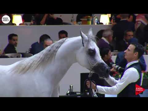 N.121 STYX KALLISTE - Paris 2018 - Junior Colts (Class CM 5B)