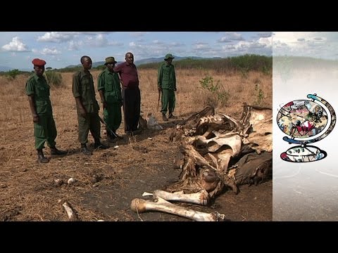 Where Have All the Elephants Gone?