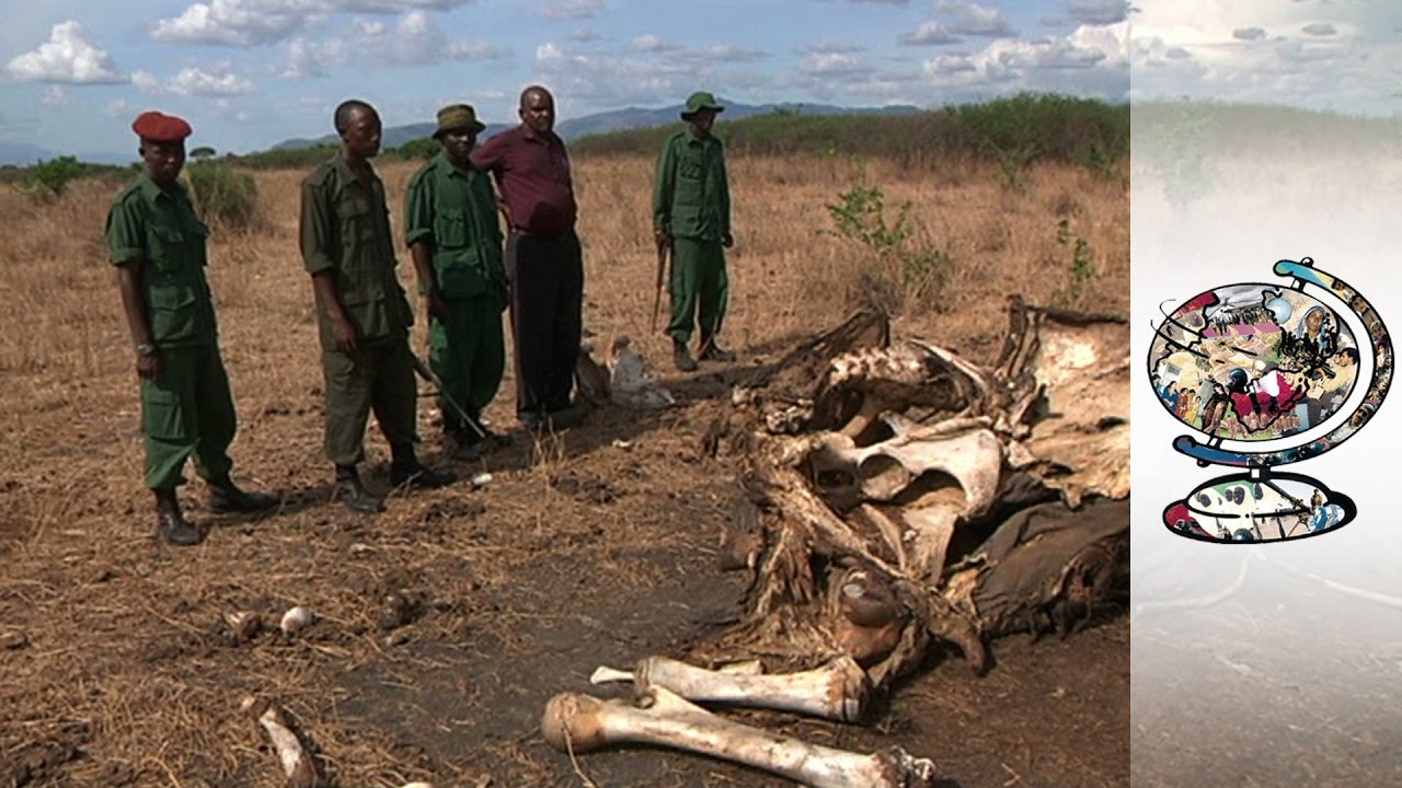 Where Have All the Elephants Gone?