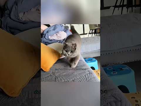 😺👑 قطة صغيرة تحلم بأن تصبح ملكة الغابة… لكنها تصبح بطلة منزلها 🏡🔥