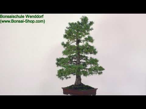 Japanische Mädchenkiefer, Bonsai, 45 Jahre, 127cm, OPINPAR451-04