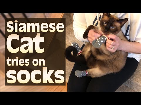 Siamese Cat tries on socks
