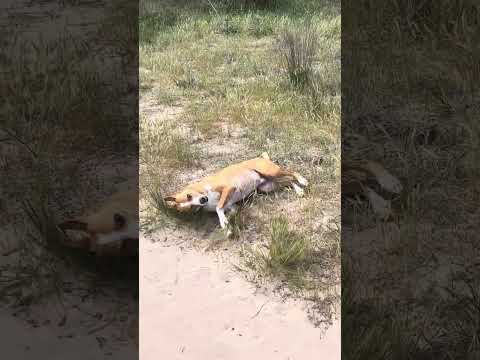 #santaregina #colonia #cani #beach #dogs #lomitosfelices #uruguay #paseocanino #perros #playa