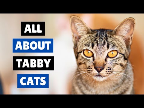 Everything You Need To Know About Tabby Cats 😻 CATS 101