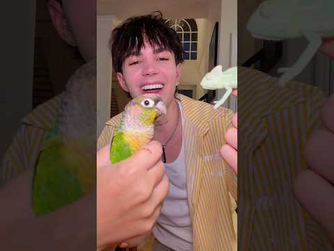 Puede una Cotorra y un Camaleón ser Amigos? 🦜🦎 Carlos Alberto trae a Katy para conocer a Chimi