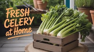 GROWING Your Own Celery at Home!