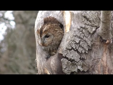 👀 TAWNY OWL Owlets Branching - Strix aluco