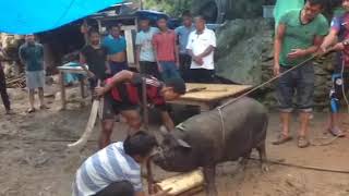 Cutting pig in one hit