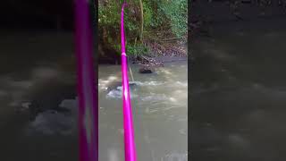 Download lagu strike ikan nilem di air keruh #mancingliar #fishing #mancingmania mp3