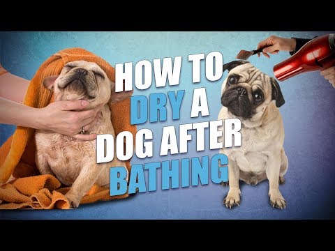 YouTube video about: How to dry your dog after a bath?