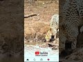 Nayak Nahi Khalnayak Hun Main Cheetah VS Crocodile