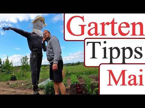 Garten im Mai | Tipp | Pflanzen | Gemüse ernten und Saatgut