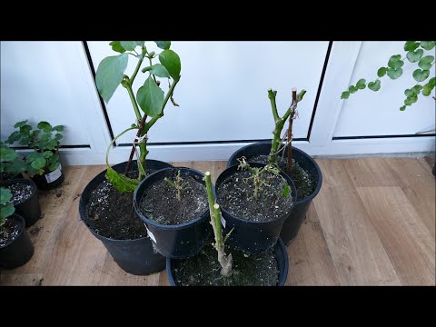 2021 Pepper Plants Update (Winter Pruning)