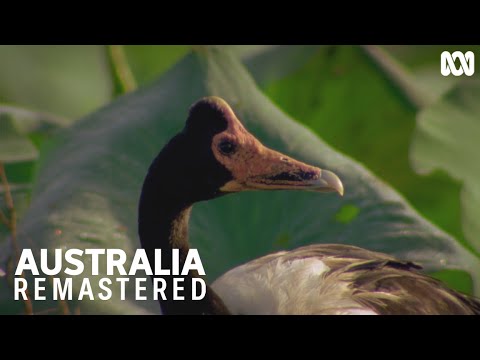 Unique mating ritual in Kakadu | Australia Remastered