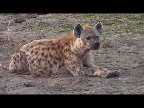 Djuma: Lone Hyena hanging around but seeming very alert - 17:08 - 06/15/20