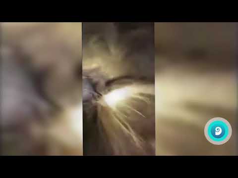 Córdoba: Man filmed an alien that appeared in his own field