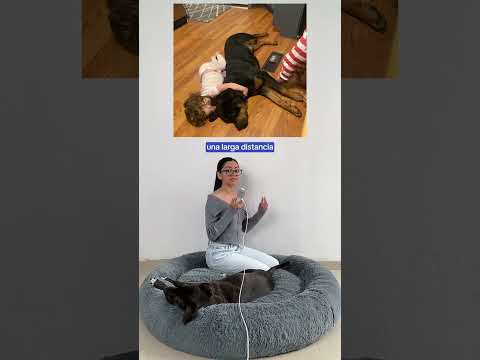 Lost girl found asleep in woods using her dog as a pillow