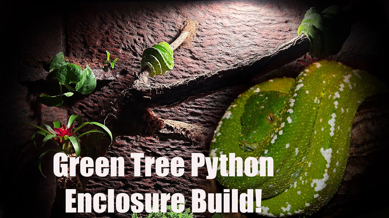 Green Tree Python Bioactive Enclosure Build!