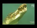 The Crocodile Hunter Best Of Steve Irwin S03 E04