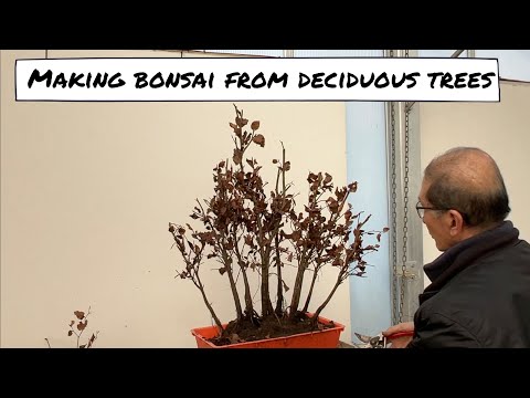 Making a Forest with Deciduous Trees