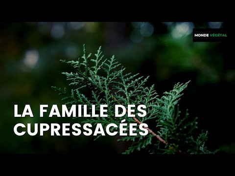 LES CUPRESSACÉES : famille des Cyprès, Thuyas & Genévriers