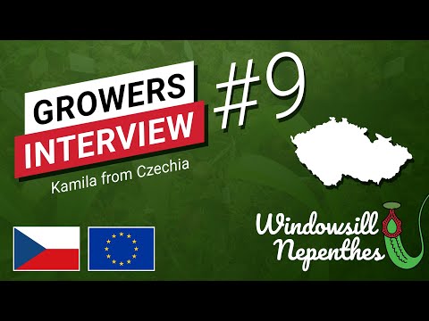 🇨🇿  How to Grow Nepenthes on a Windowsill in Czechia - Windowsill Nepenthes Growers Interview 09