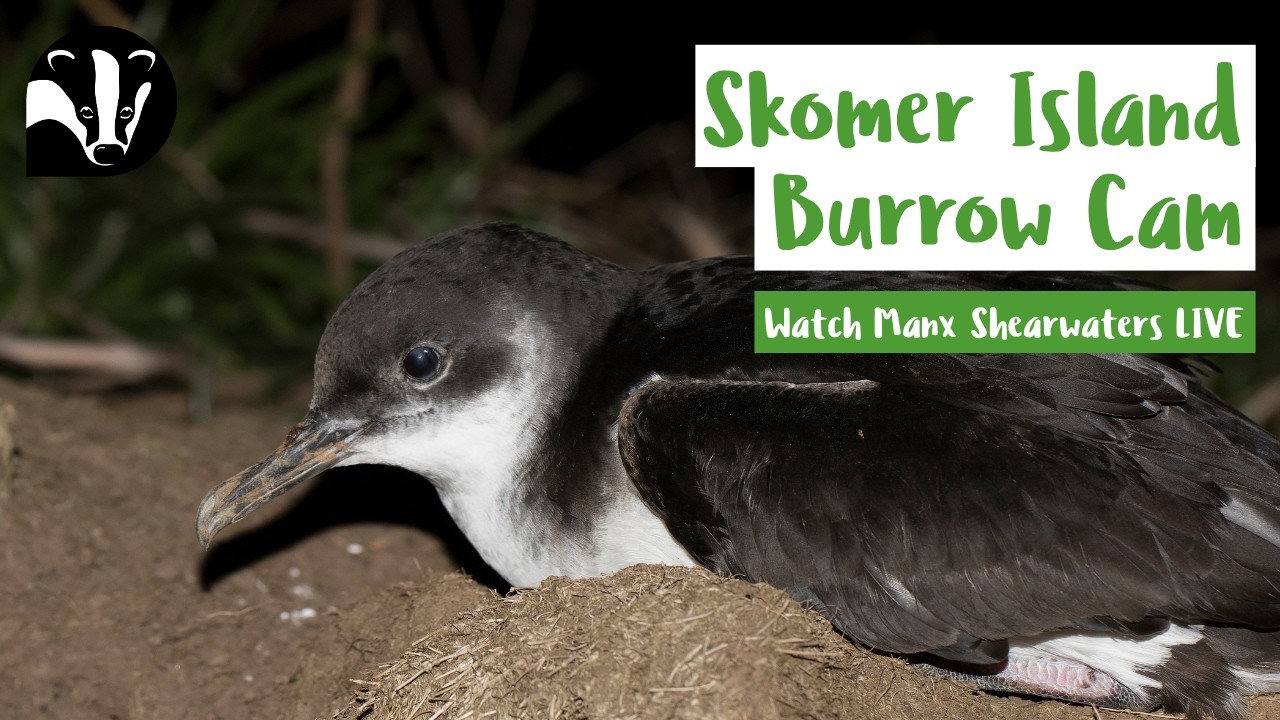 Live webcam view of Manx Shearwater Burrow Cam